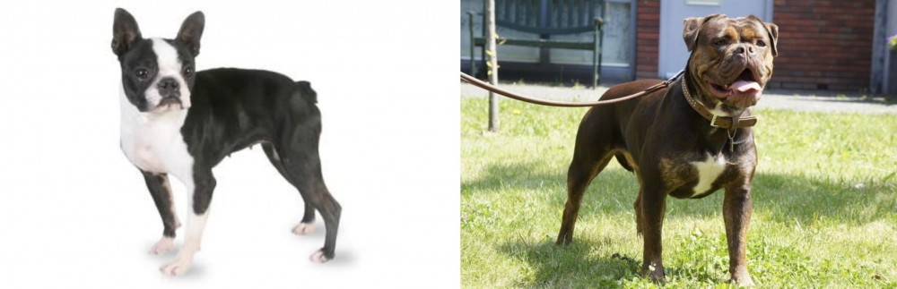 Renascence Bulldogge vs Boston Terrier - Breed Comparison