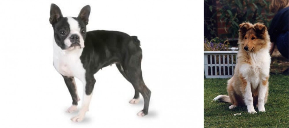 Rough Collie vs Boston Terrier - Breed Comparison