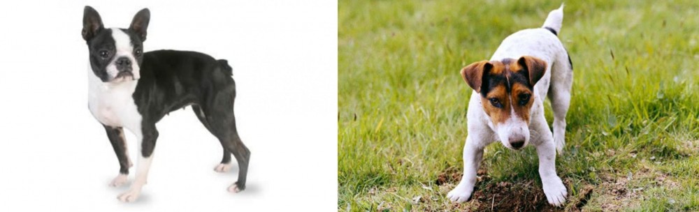 Russell Terrier vs Boston Terrier - Breed Comparison