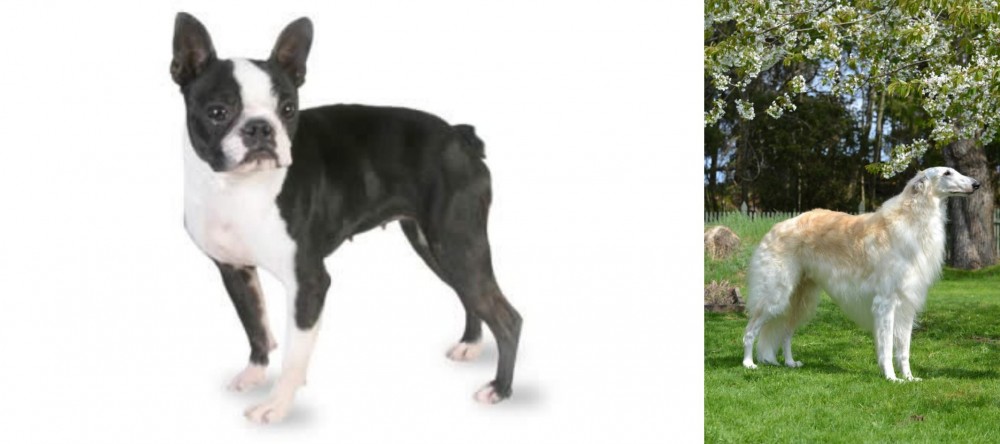 Russian Hound vs Boston Terrier - Breed Comparison