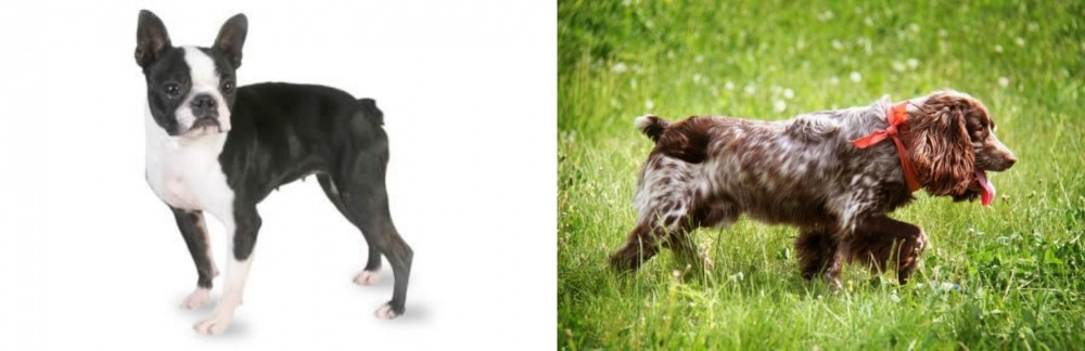 Russian Spaniel vs Boston Terrier - Breed Comparison