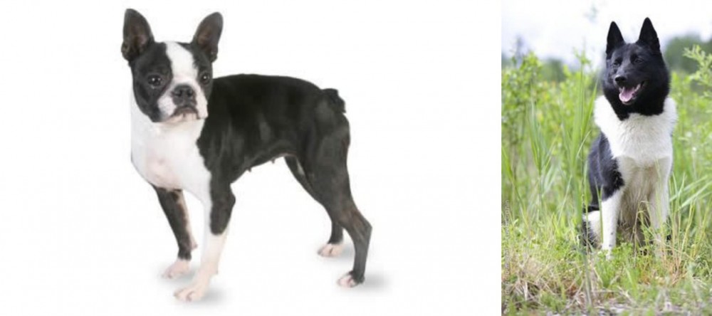 Russo-European Laika vs Boston Terrier - Breed Comparison