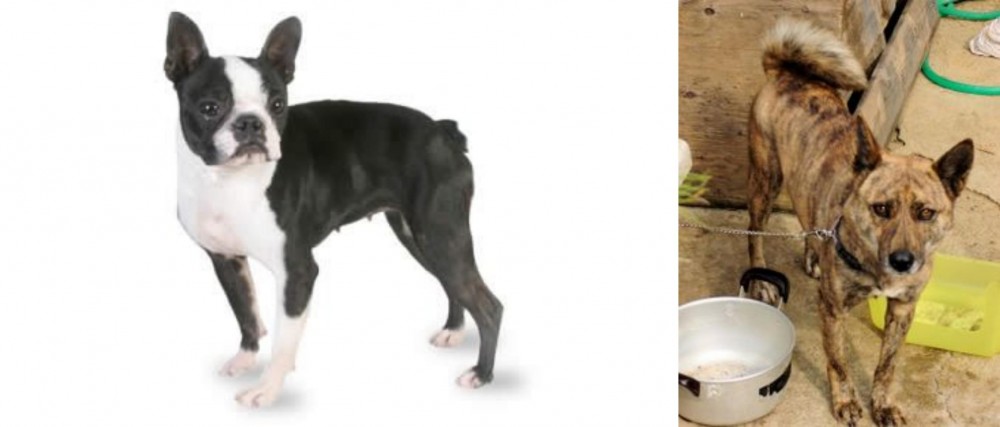 Ryukyu Inu vs Boston Terrier - Breed Comparison