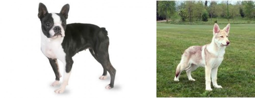 Saarlooswolfhond vs Boston Terrier - Breed Comparison