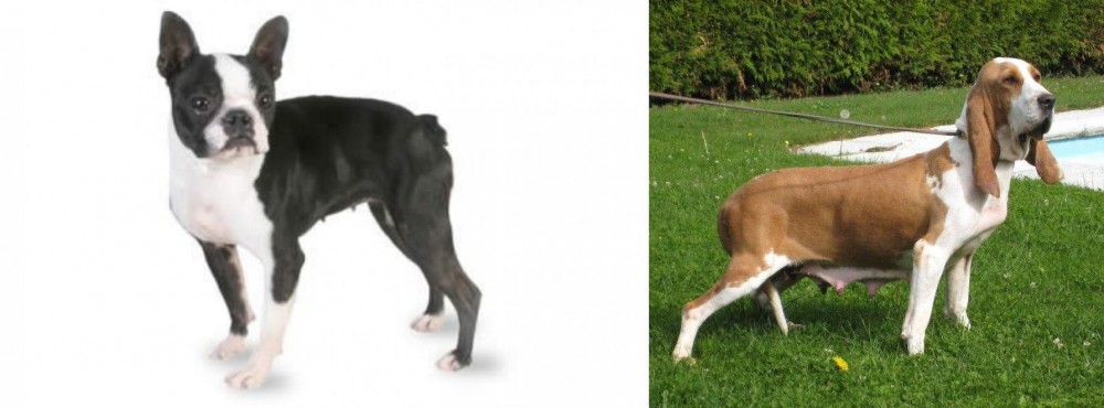 Sabueso Espanol vs Boston Terrier - Breed Comparison