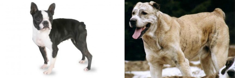 Sage Koochee vs Boston Terrier - Breed Comparison
