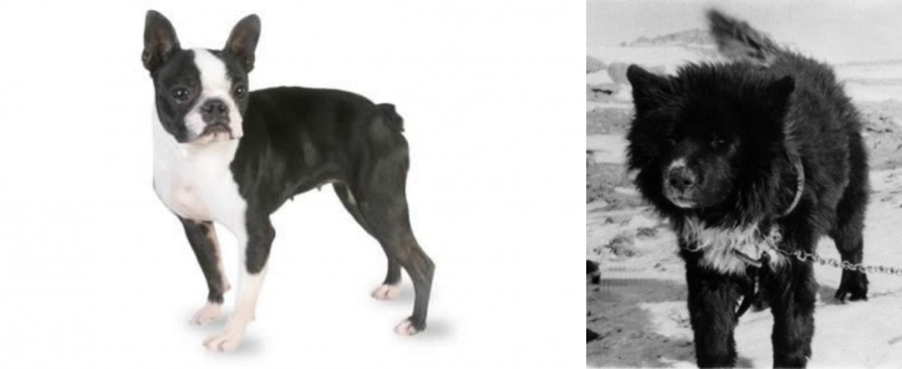 Sakhalin Husky vs Boston Terrier - Breed Comparison