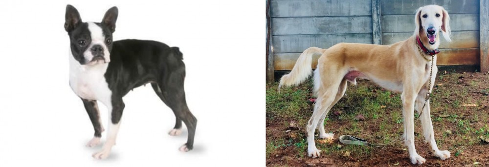 Saluki vs Boston Terrier - Breed Comparison