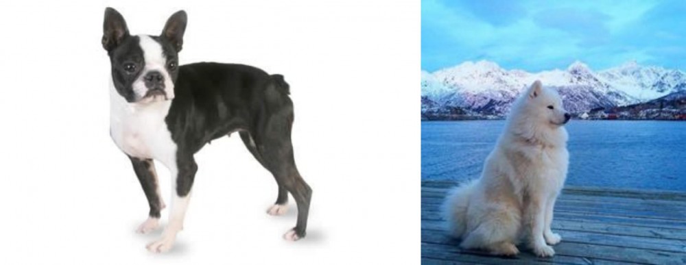 Samoyed vs Boston Terrier - Breed Comparison