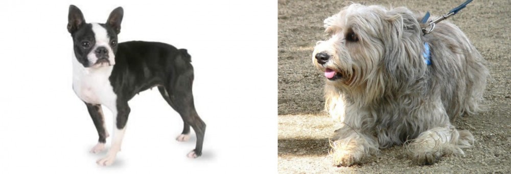 Sapsali vs Boston Terrier - Breed Comparison