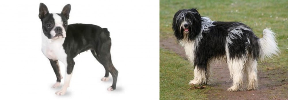 Schapendoes vs Boston Terrier - Breed Comparison