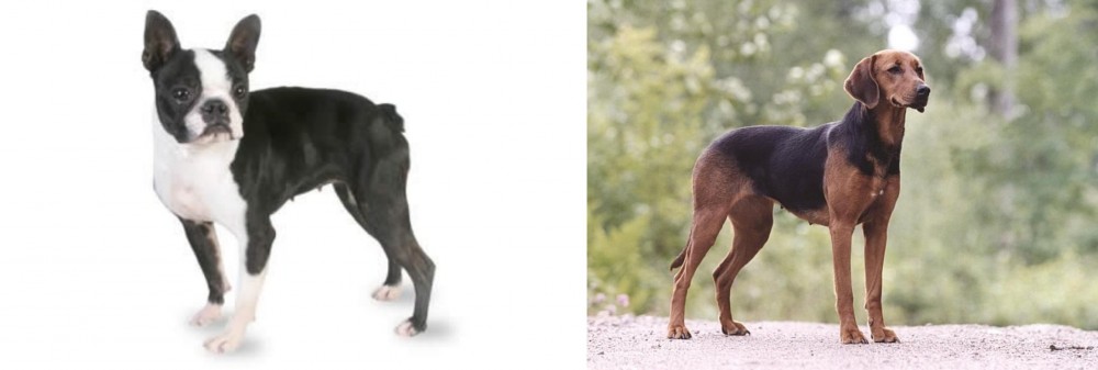 Schillerstovare vs Boston Terrier - Breed Comparison