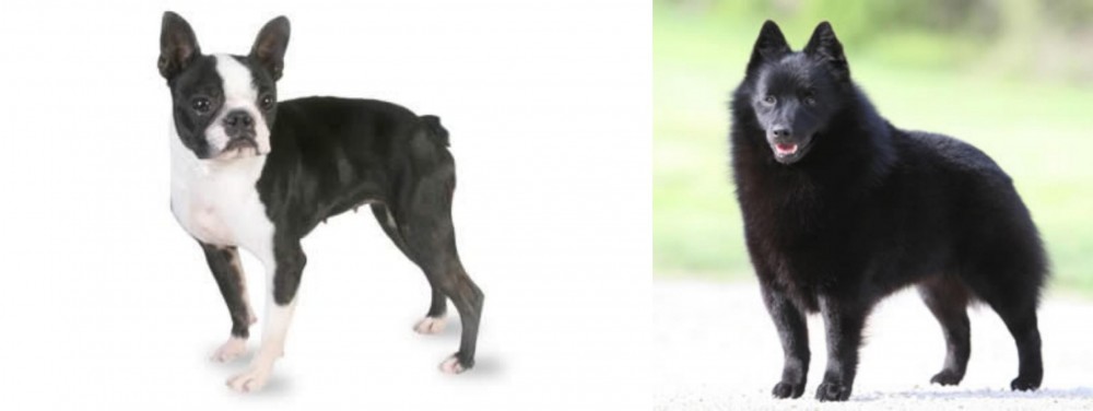 Schipperke vs Boston Terrier - Breed Comparison