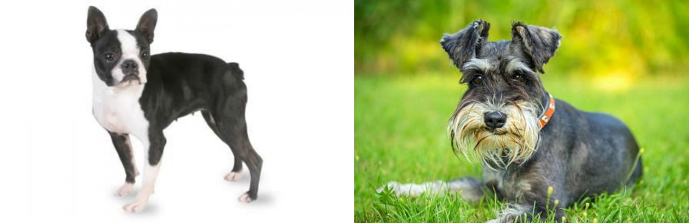 Schnauzer vs Boston Terrier - Breed Comparison