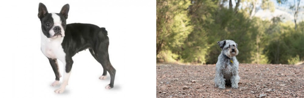 Schnoodle vs Boston Terrier - Breed Comparison