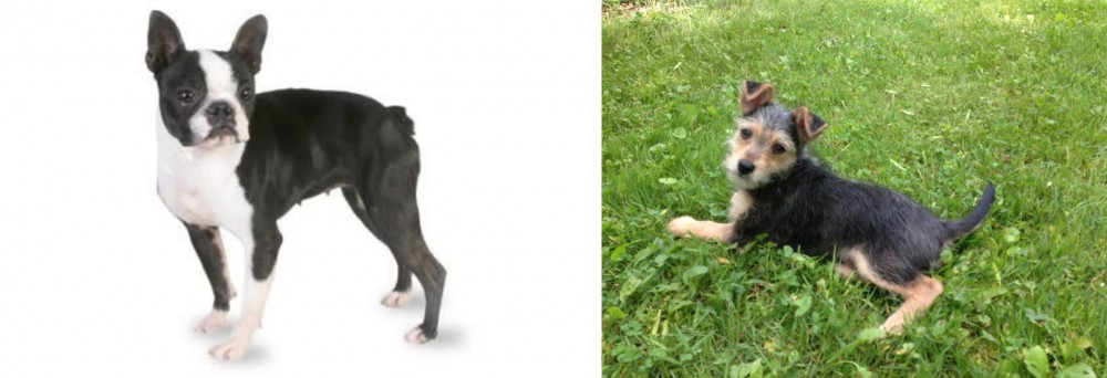 Schnorkie vs Boston Terrier - Breed Comparison