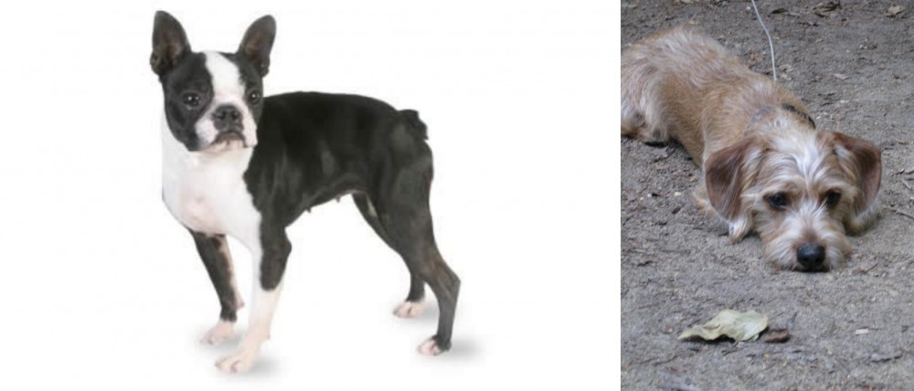 Schweenie vs Boston Terrier - Breed Comparison