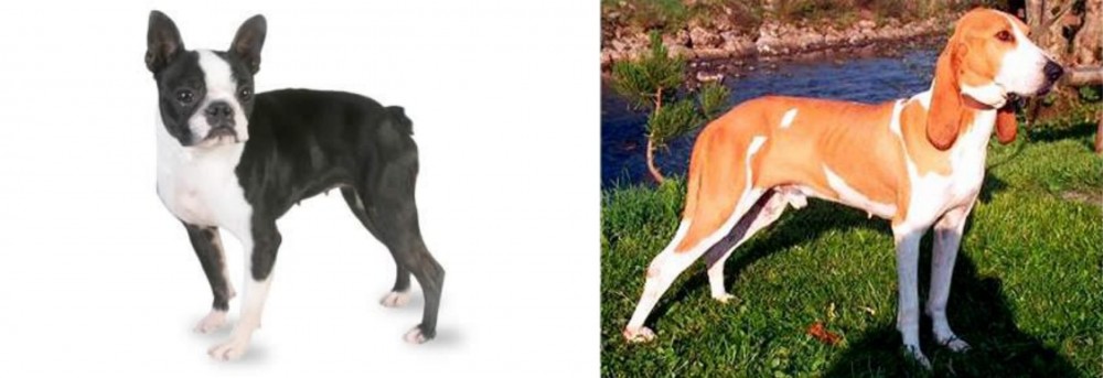 Schweizer Laufhund vs Boston Terrier - Breed Comparison