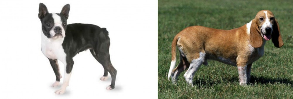 Schweizer Niederlaufhund vs Boston Terrier - Breed Comparison
