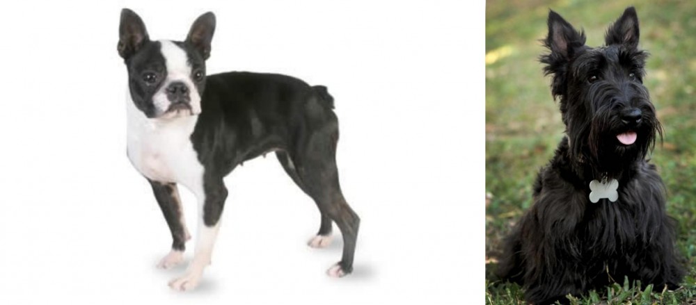 Scoland Terrier vs Boston Terrier - Breed Comparison