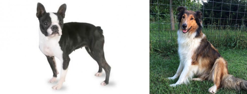 Scotch Collie vs Boston Terrier - Breed Comparison
