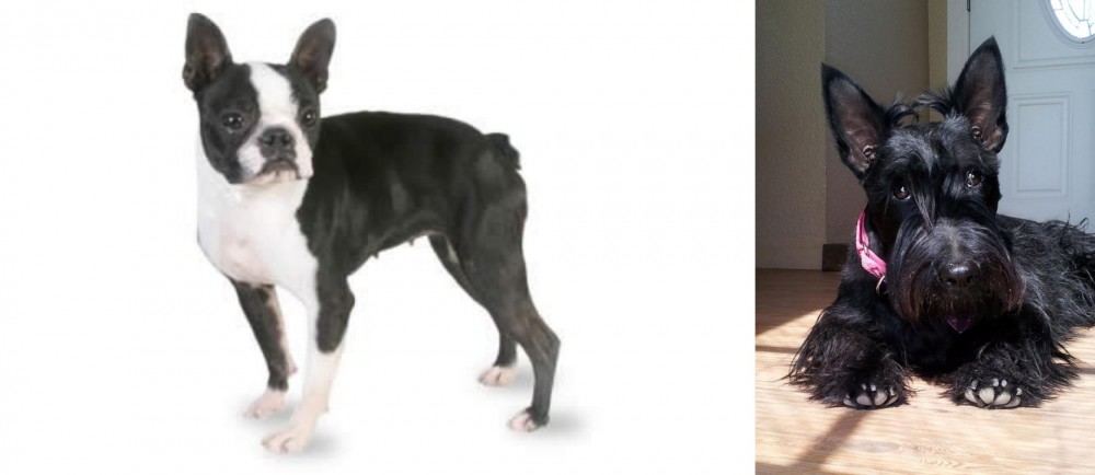 Scottish Terrier vs Boston Terrier - Breed Comparison