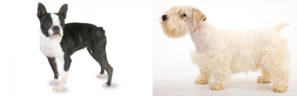 Sealyham Terrier vs Boston Terrier - Breed Comparison