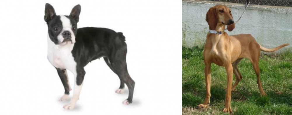 Segugio Italiano vs Boston Terrier - Breed Comparison