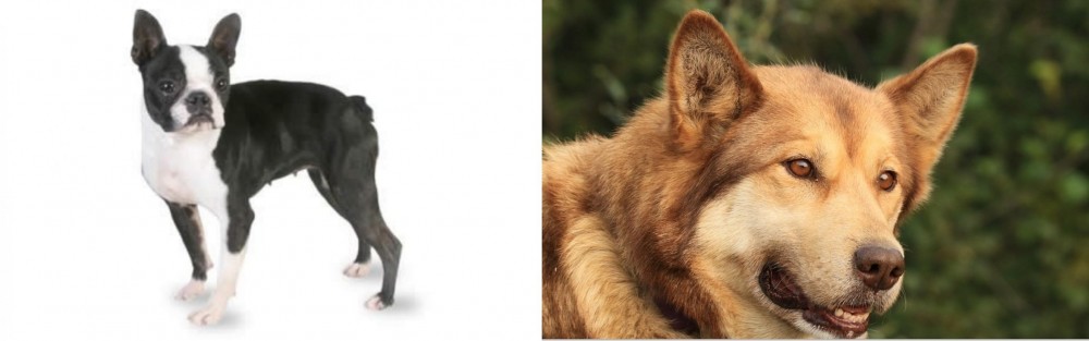 Seppala Siberian Sleddog vs Boston Terrier - Breed Comparison