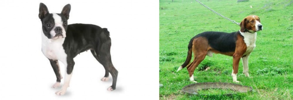 Serbian Tricolour Hound vs Boston Terrier - Breed Comparison