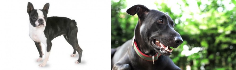 Shepard Labrador vs Boston Terrier - Breed Comparison