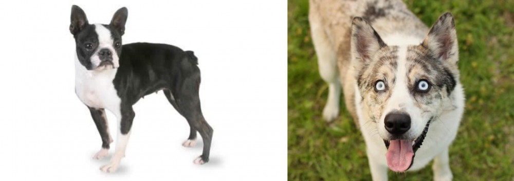 Shepherd Husky vs Boston Terrier - Breed Comparison