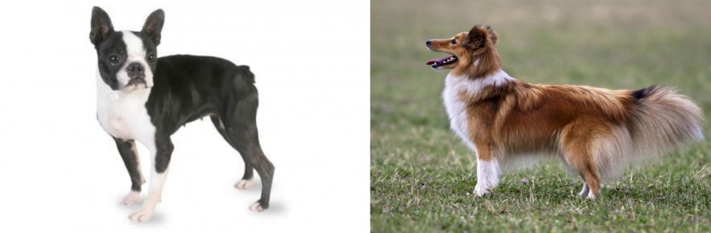 Shetland Sheepdog vs Boston Terrier - Breed Comparison