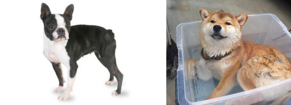Shiba Inu vs Boston Terrier - Breed Comparison