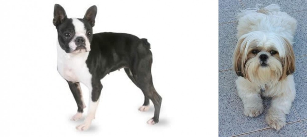 Shih Tzu vs Boston Terrier - Breed Comparison