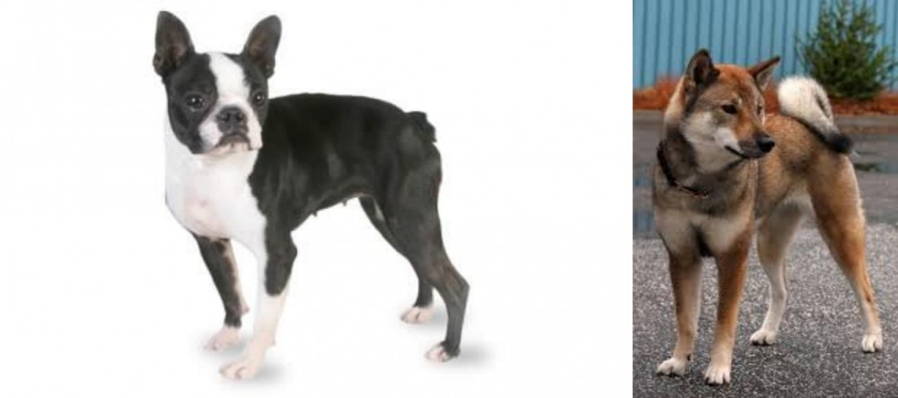 Shikoku vs Boston Terrier - Breed Comparison