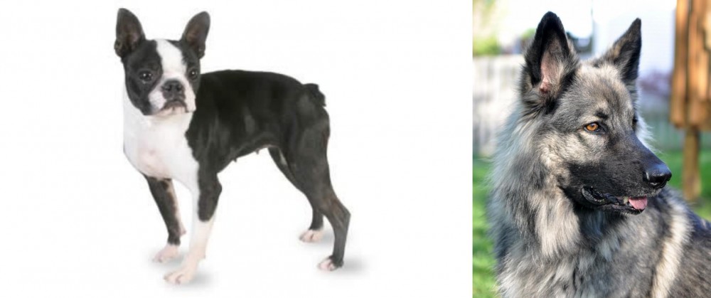 Shiloh Shepherd vs Boston Terrier - Breed Comparison