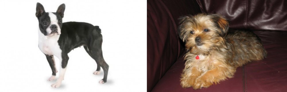 Shorkie vs Boston Terrier - Breed Comparison