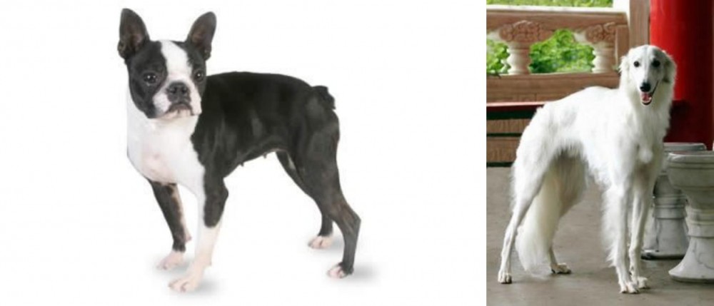 Silken Windhound vs Boston Terrier - Breed Comparison