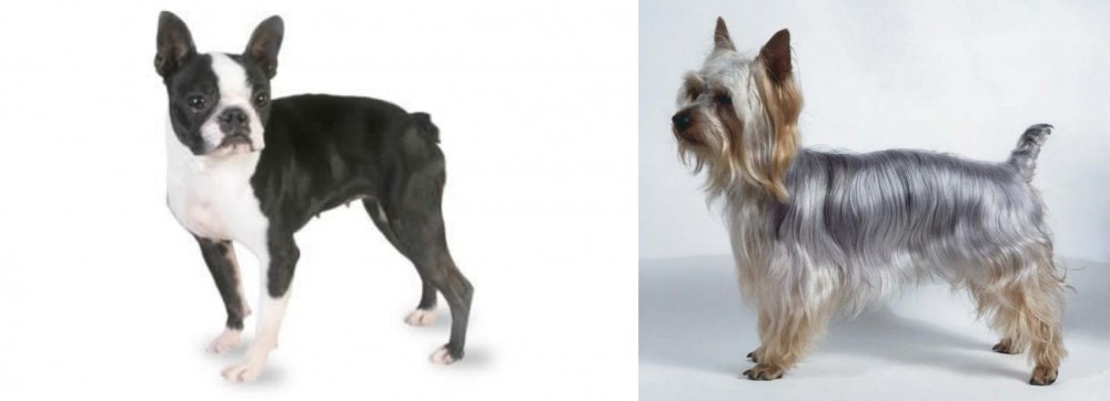 Silky Terrier vs Boston Terrier - Breed Comparison