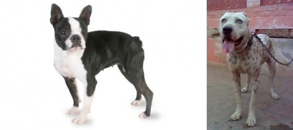 Sindh Mastiff vs Boston Terrier - Breed Comparison