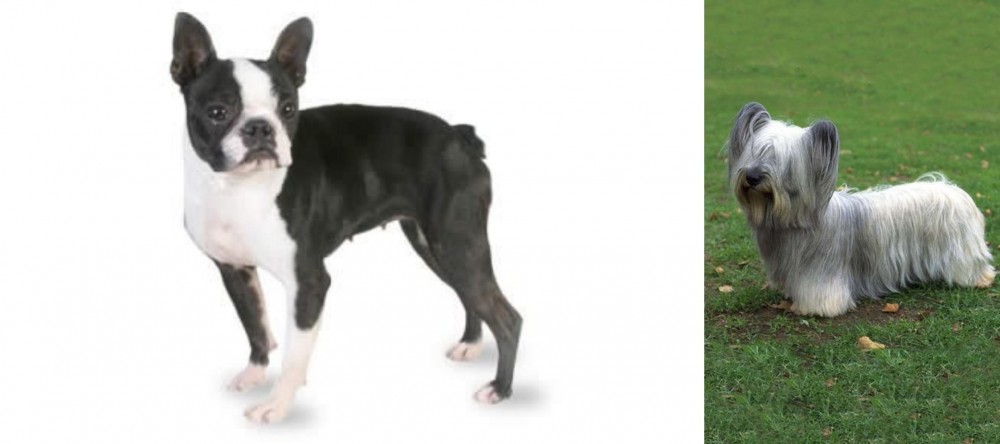 Skye Terrier vs Boston Terrier - Breed Comparison