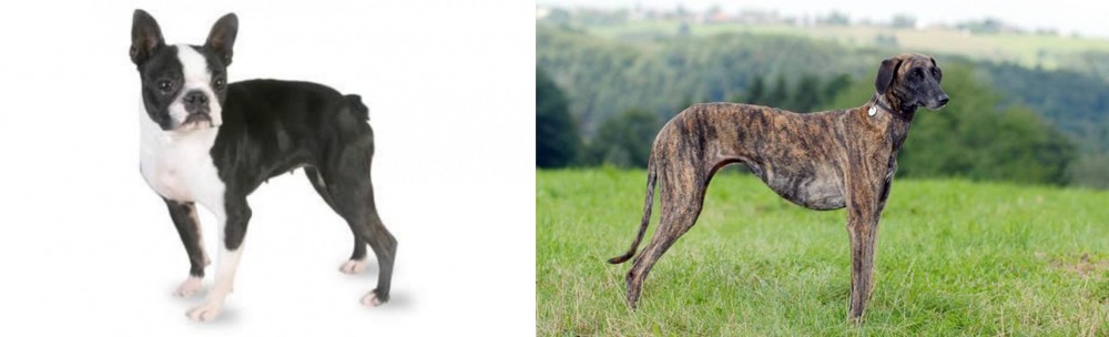 Sloughi vs Boston Terrier - Breed Comparison