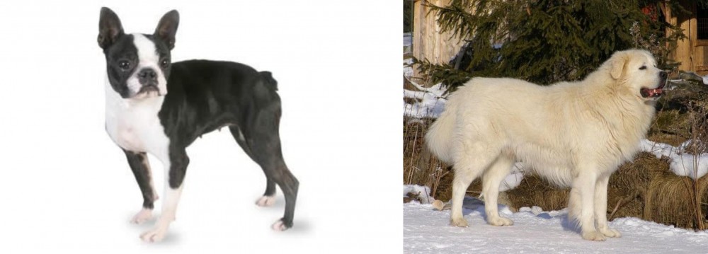 Slovak Cuvac vs Boston Terrier - Breed Comparison