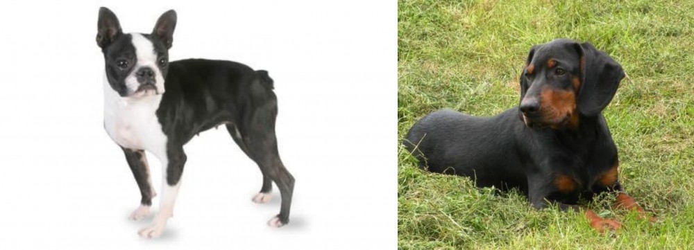 Slovakian Hound vs Boston Terrier - Breed Comparison