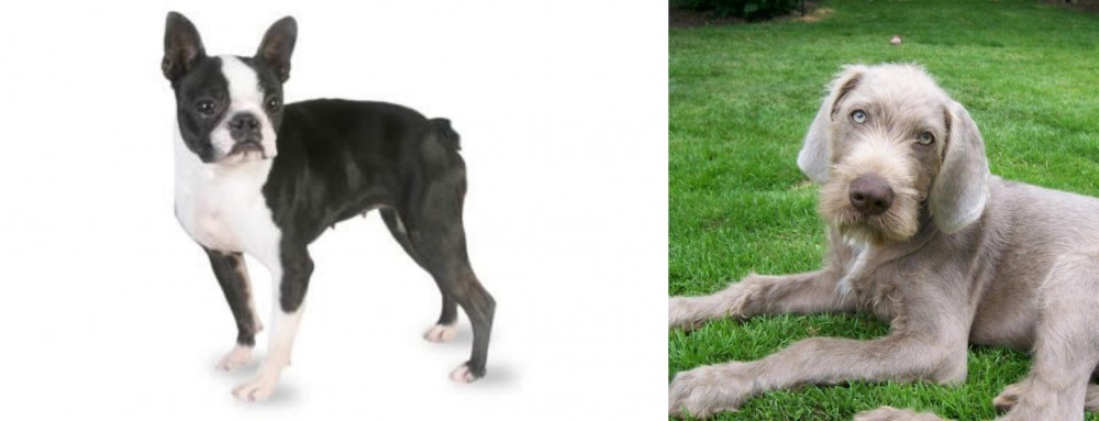 Slovakian Rough Haired Pointer vs Boston Terrier - Breed Comparison