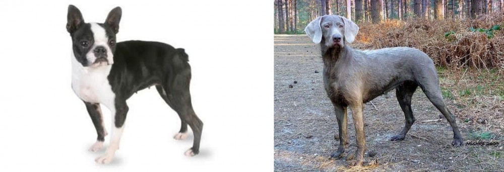 Slovensky Hrubosrsty Stavac vs Boston Terrier - Breed Comparison