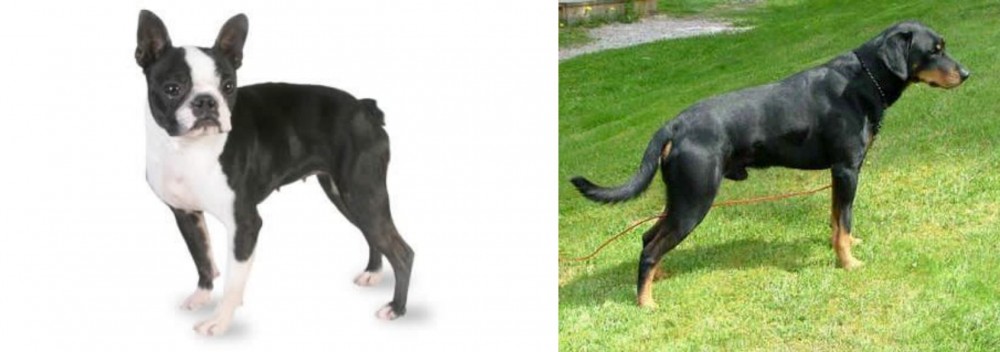 Smalandsstovare vs Boston Terrier - Breed Comparison
