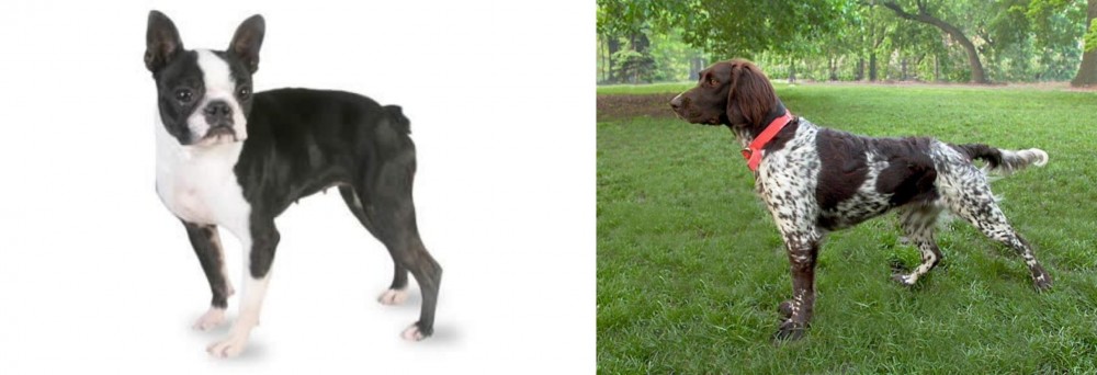 Small Munsterlander vs Boston Terrier - Breed Comparison