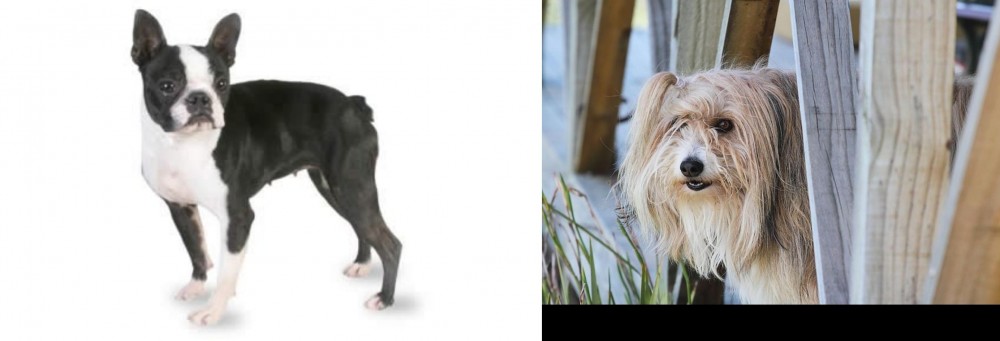 Smithfield vs Boston Terrier - Breed Comparison